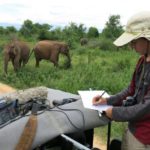 Research study uses sounds of disturbed honey bees to scare away Sri Lankan elephants